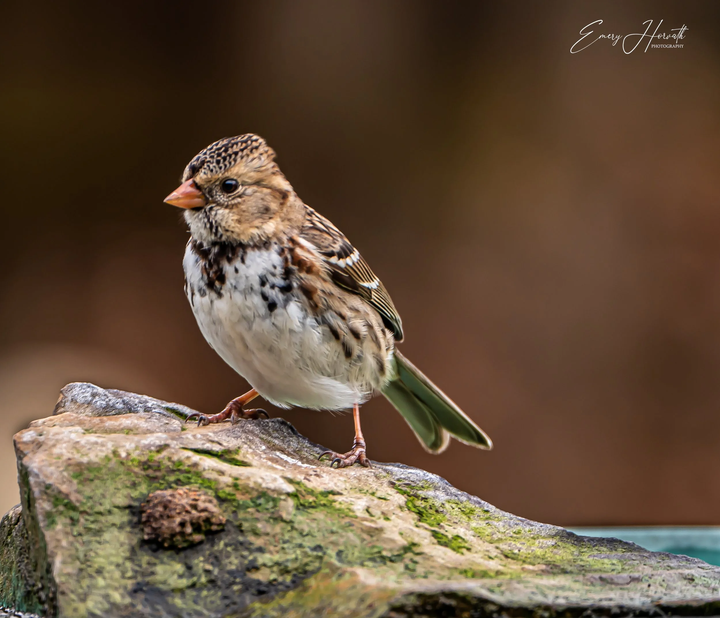 Hanging Out with God the Rock: A Harris Sparrow Shows You How