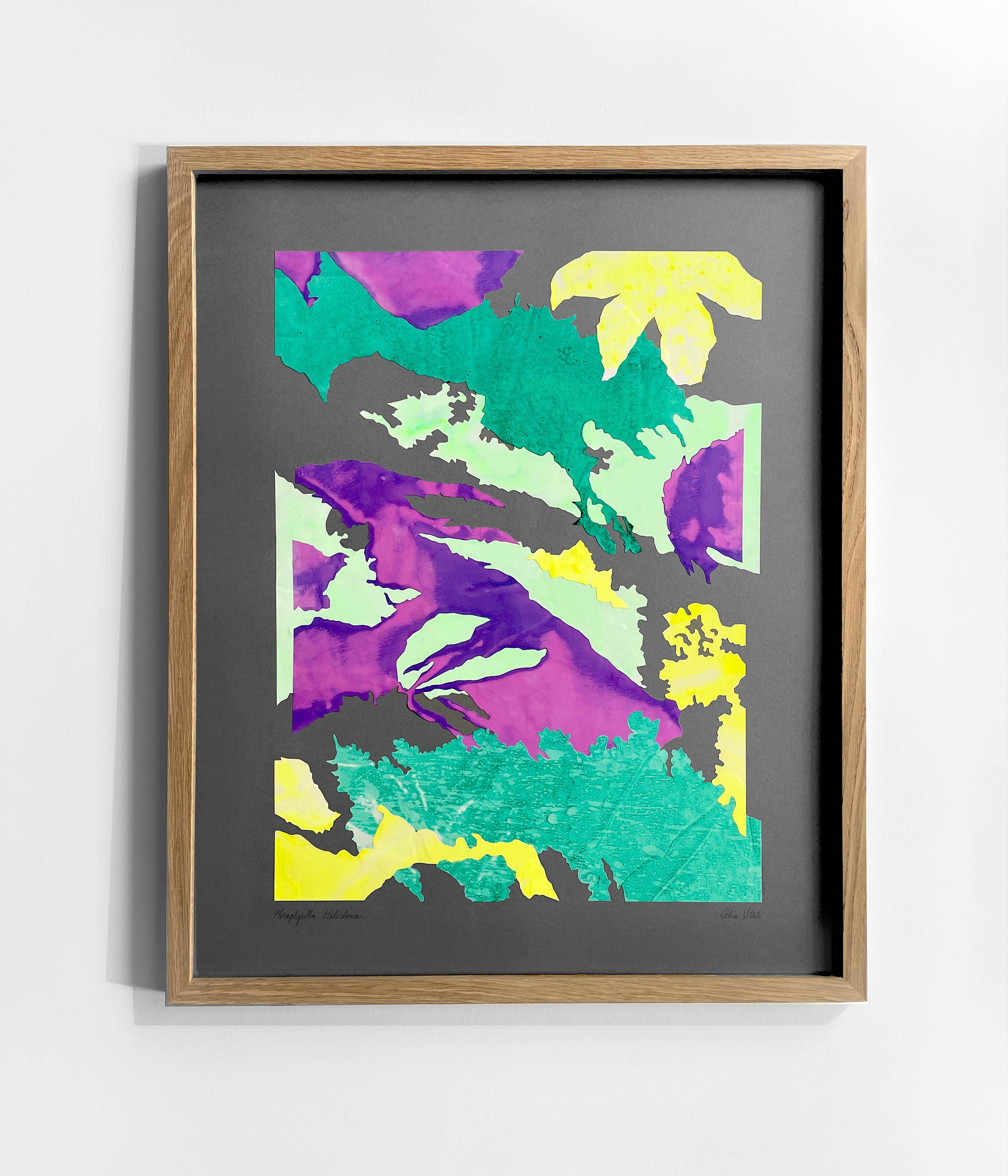 Pleraplysilla Haliclona