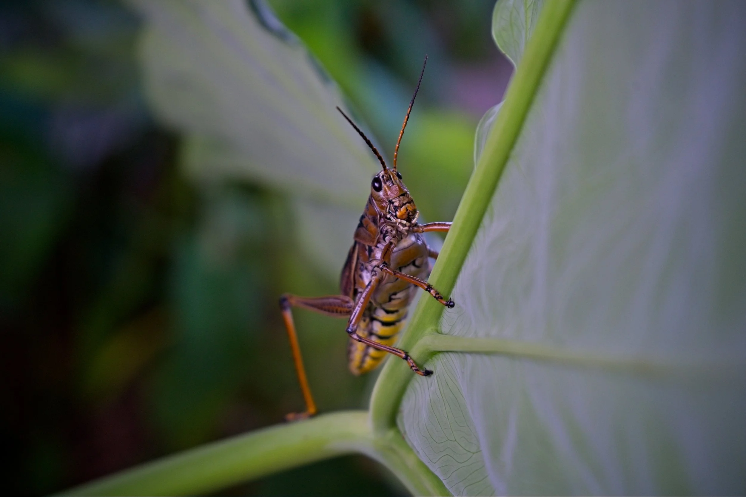 Eastern Lubber Grasshopper