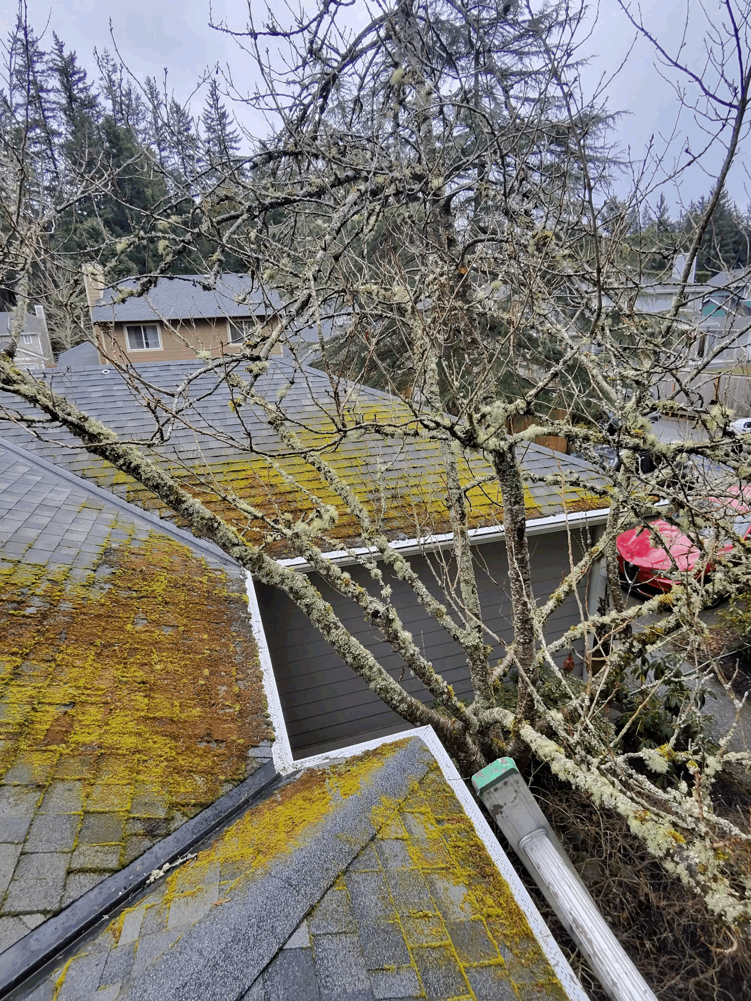 Why Moss Keeps Coming Back on Pacific Northwest Homes (And How to Stop It)