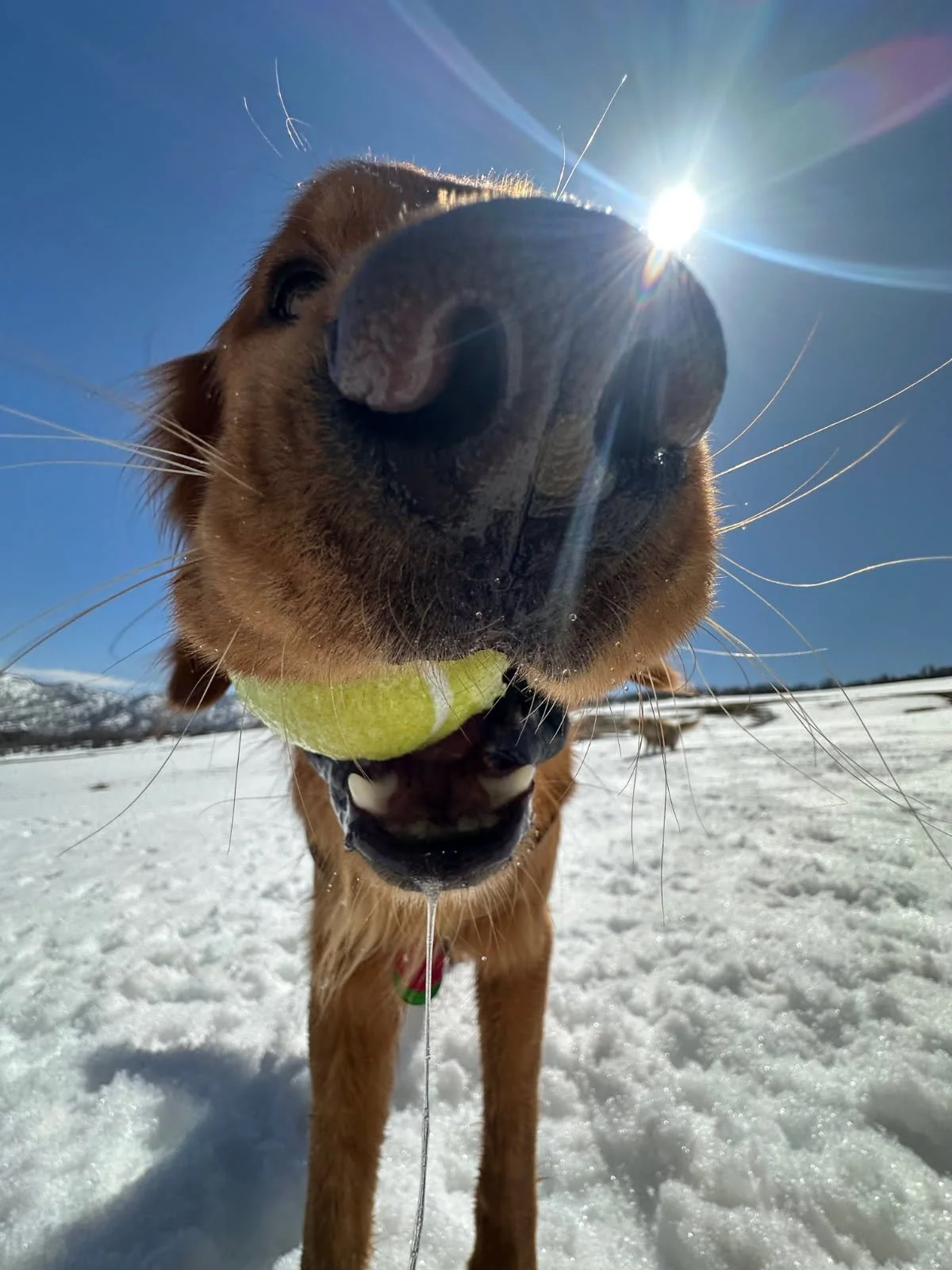 Hank with Tennis Ball.jpg