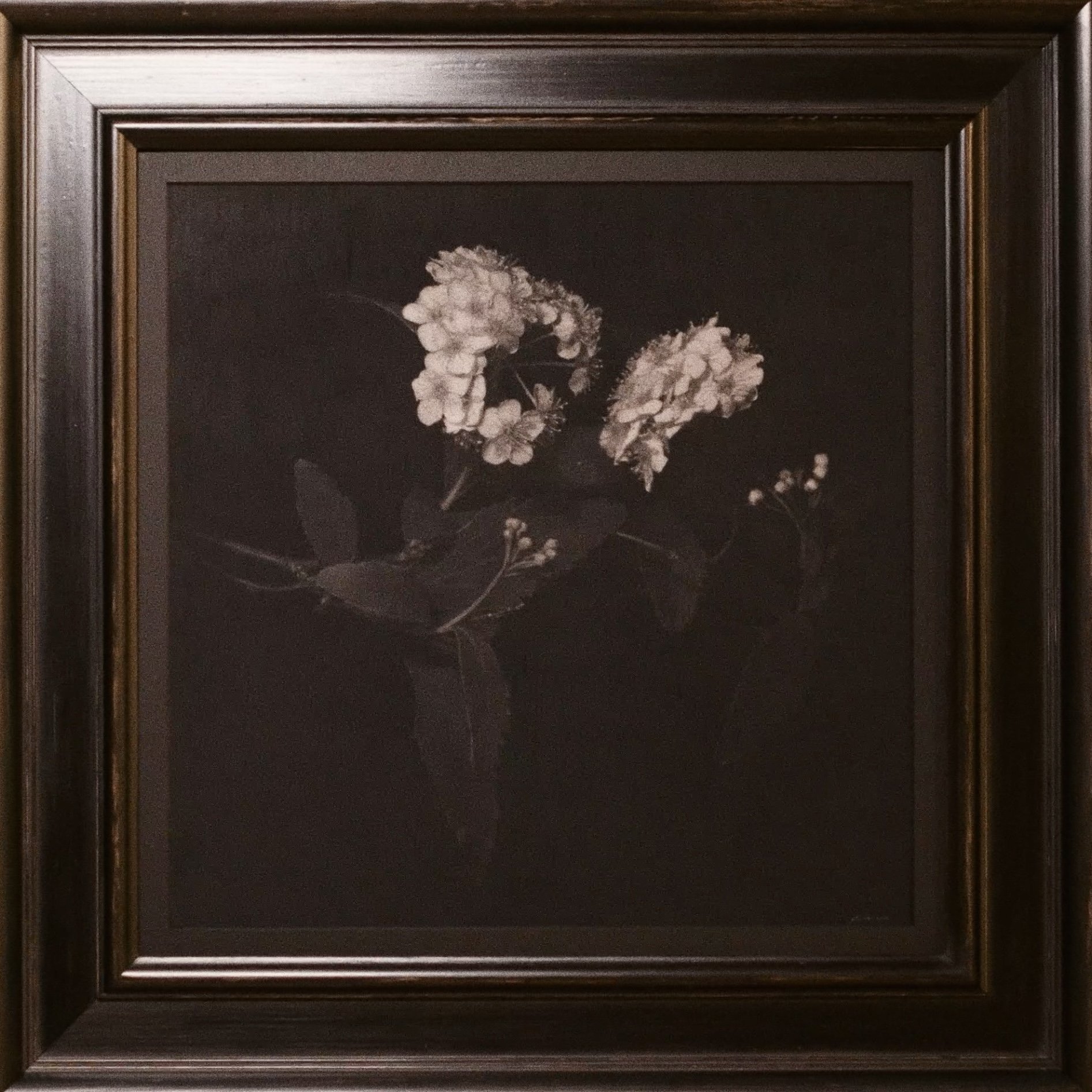 Kodemari / 342 x 342