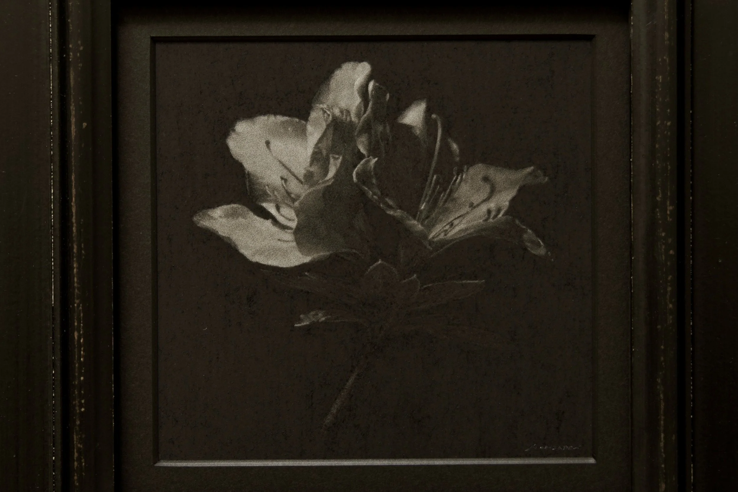 ホワイトアザレア