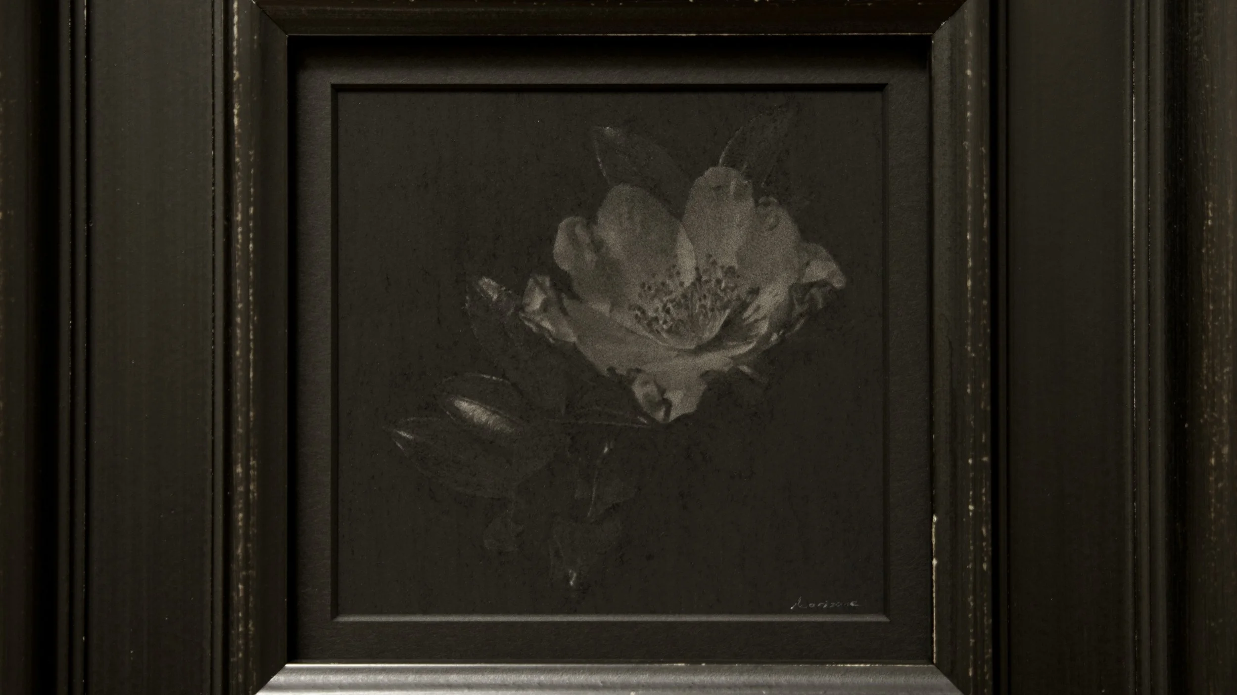 Sasanqua / 128 x 123