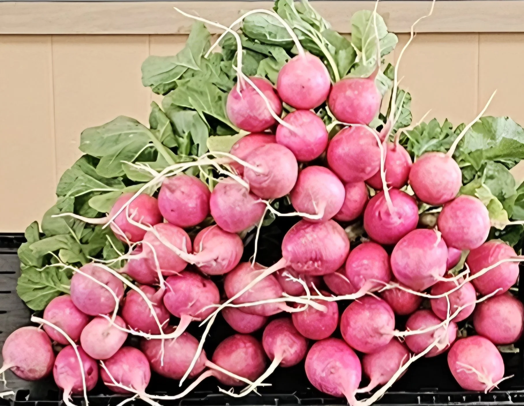 Pink Radishes: With a unique flavor profile that blends a mild sweetness with a subtle peppery kick, these radishes make a versatile addition to salads, appetizers, or garnishes. 