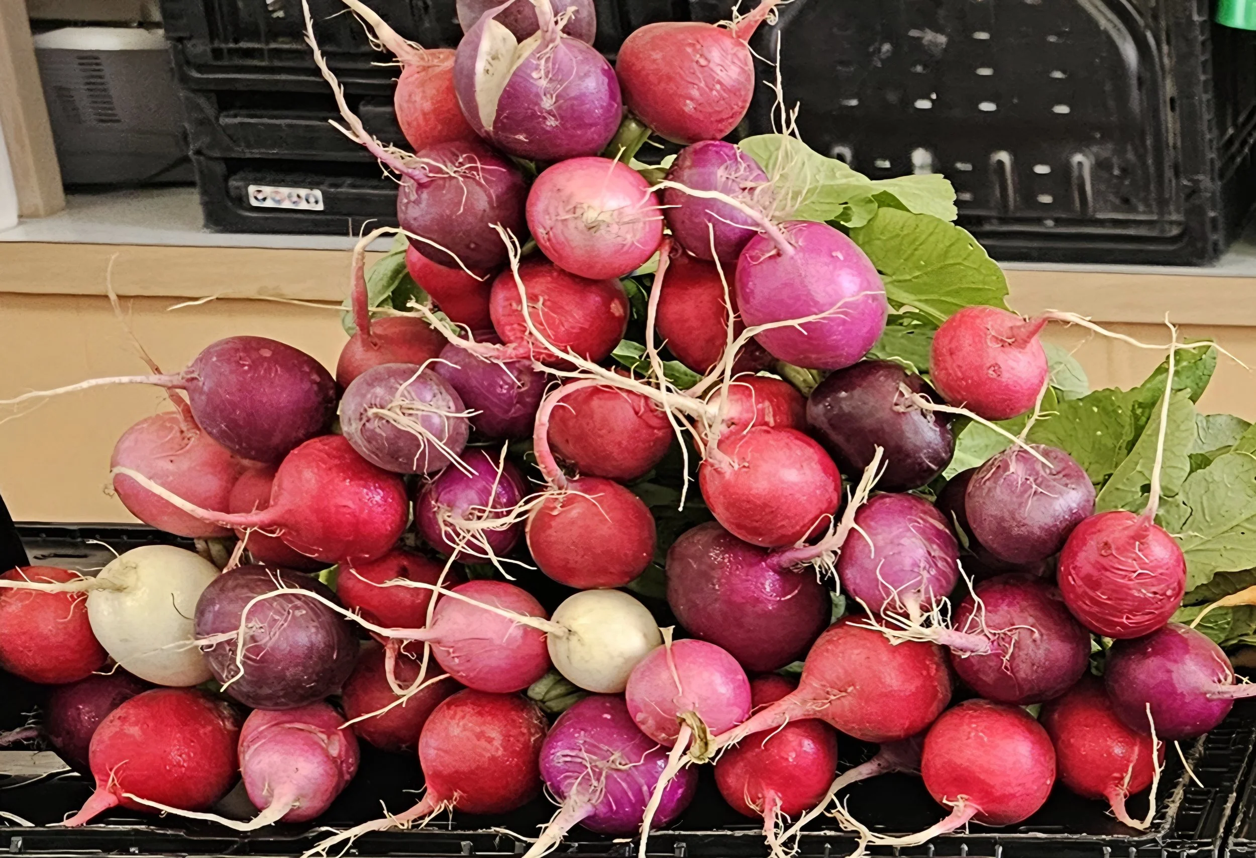 Easter Egg Radishes: With a unique flavor profile that blends a mild sweetness with a subtle peppery kick, these radishes make a versatile addition to salads, appetizers, or garnishes. 