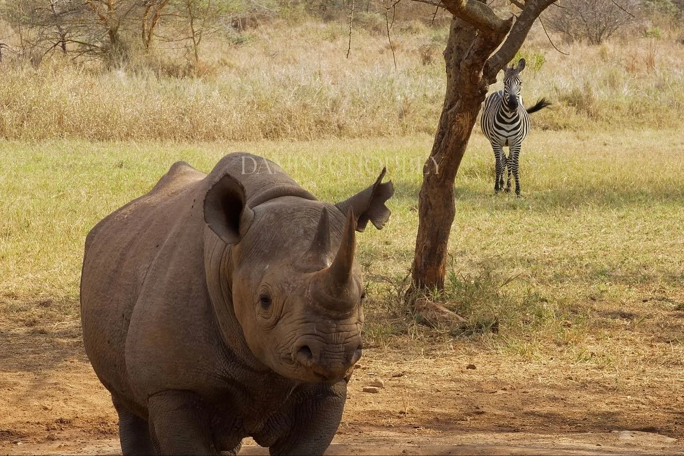 rhino + zebra besties 🦏🤲🏽🦓✨