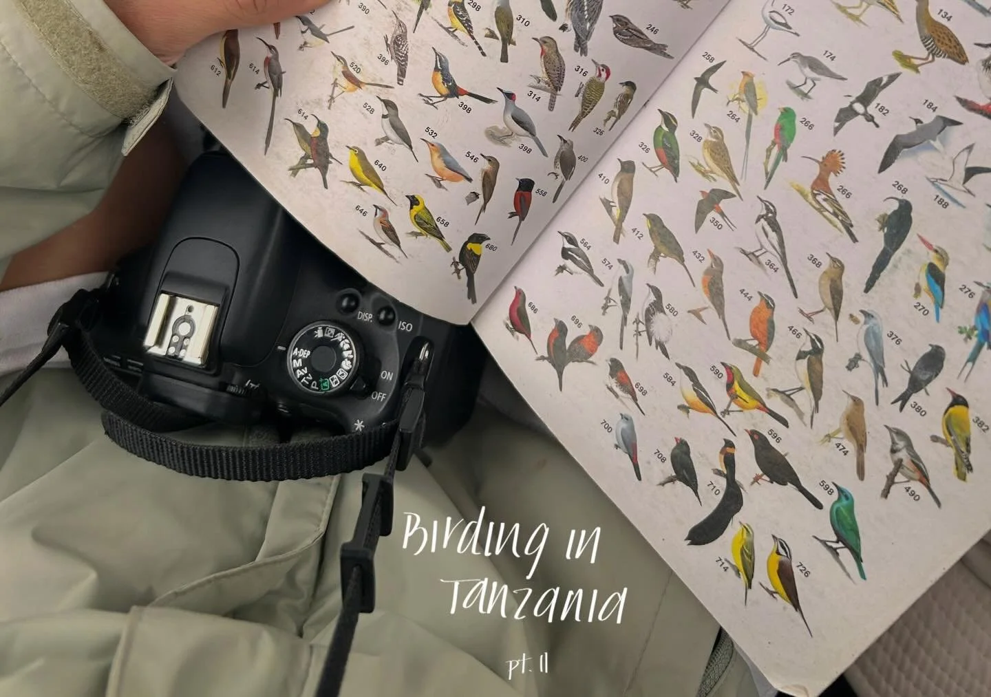 Episode VIII: Tanzanian Birds🦜 part II
#WildFridays🐾

a bit more of the many birds spotted 🔍 
which one&rsquo;s your fave?

#birds #birdfacts #birdwatching #birdphotography