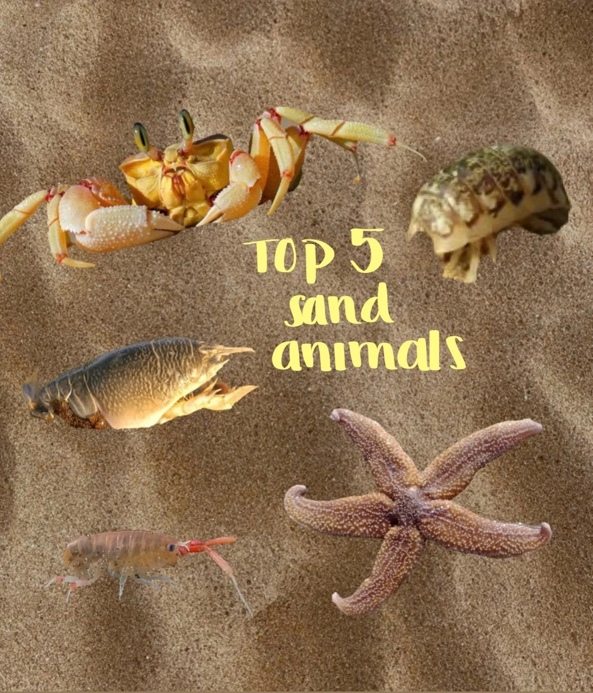 back with some of my top sand creatures 🌟

ever since i was little, i&rsquo;d go to the beach looking for &ldquo;chichiliques&rdquo; (which, to me, meant any of these tiny sand animals). 

i just got back from the beach and couldn&rsquo;t find any :