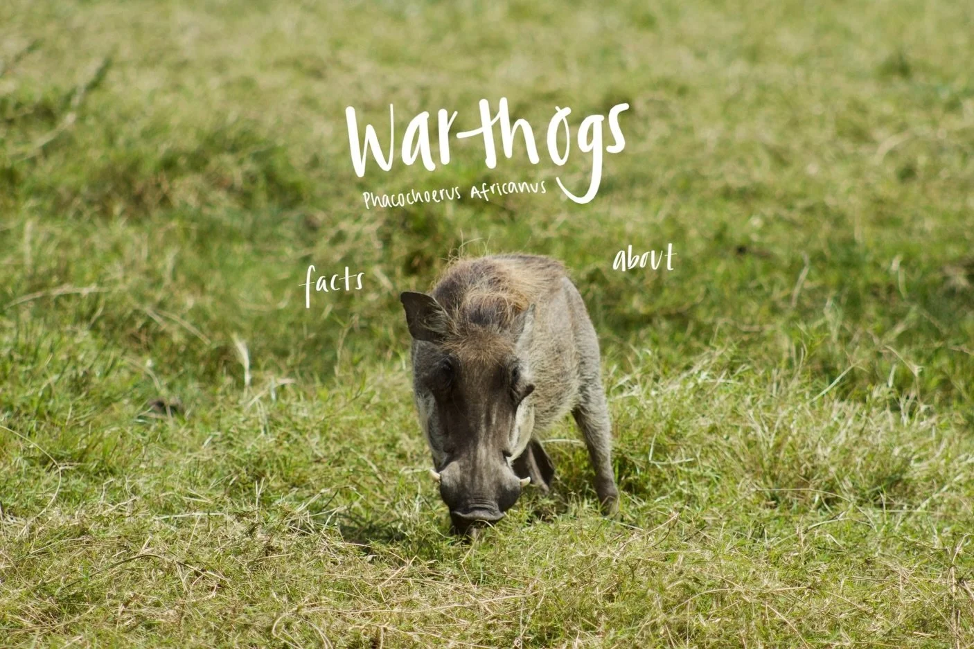 Episode XI: Warthogs 🐗
#WildFridays🐾 

often reduced to a cartoon, warthogs (or pumbas ;) are intelligent, social animals with ecological roles far more important than they&rsquo;re given credit for ✨

one of my personal faves 🤲🏽