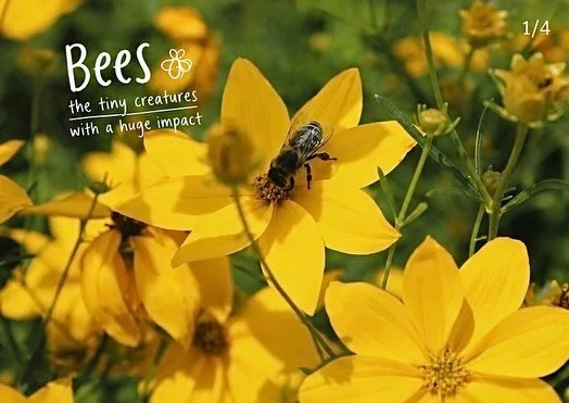 bee appreciation post 🐝 the earth&rsquo;s tiny best friends and some of its hardest workers. although many bee species are facing serious threats, there&rsquo;s also some good news when it comes to their conservation. let&rsquo;s keep it that way! ?