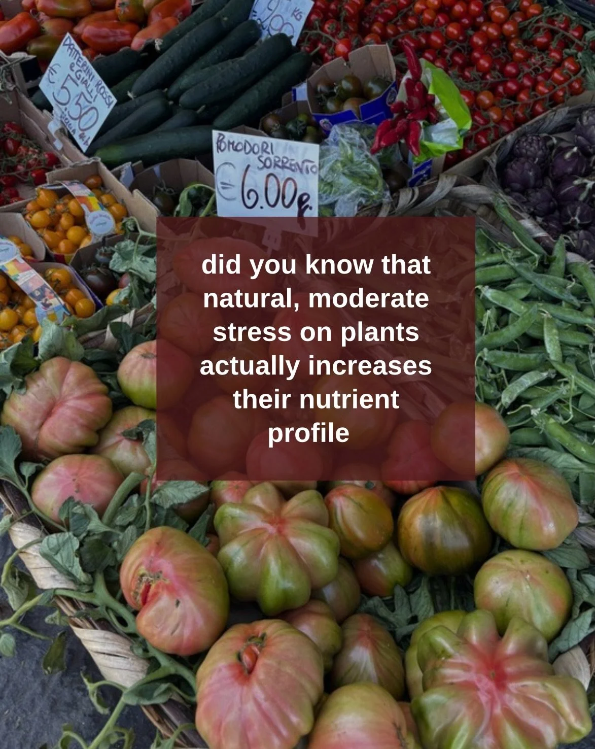 the more resilient a plant ➡️ the better the nutrient profile ➡️ the more our bodies can absorb and assimilate the nutrients 

what a nice feeling to know just one more way that nature is here to nourish and to protect our health 🫛🥹