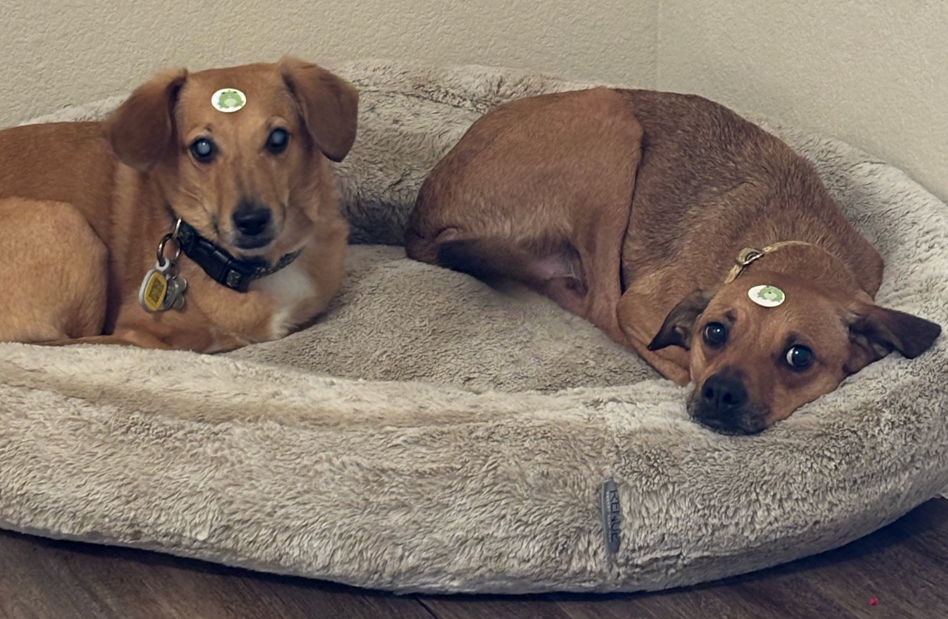 Two brown dogs with floppy ears lying on a plush beige dog bed against a plain wall. One dog is upright and looking at the camera, while the other is lying down and resting its head on the bed, both wearing collars with tags.