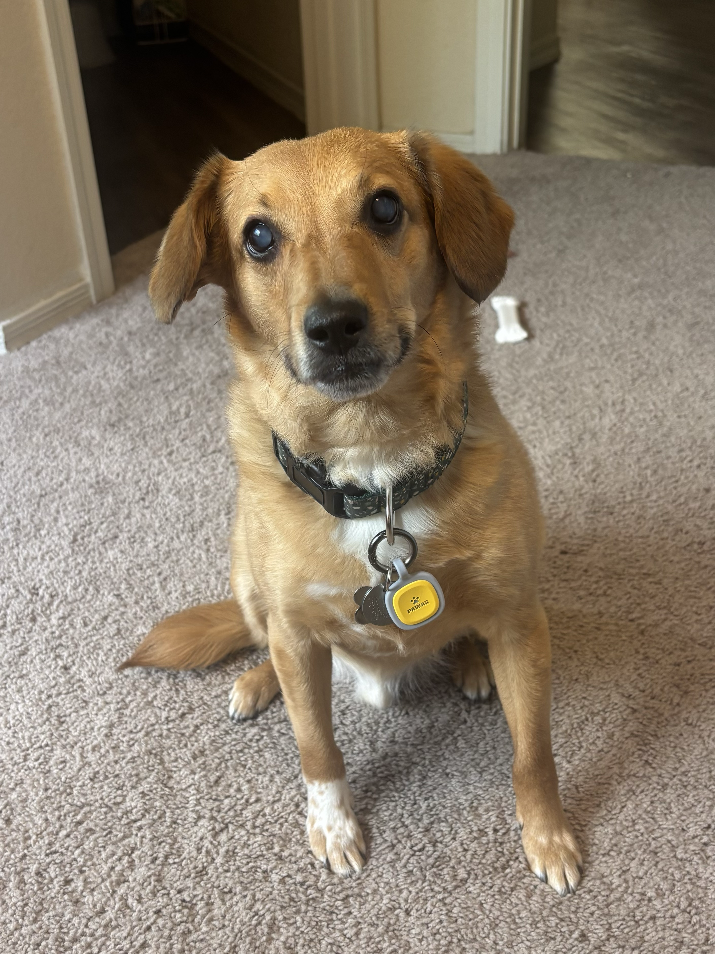 A brown dog with a black collar and yellow ID tag sitting on a beige carpet in a room, looking up at the camera with a slightly tilted head.