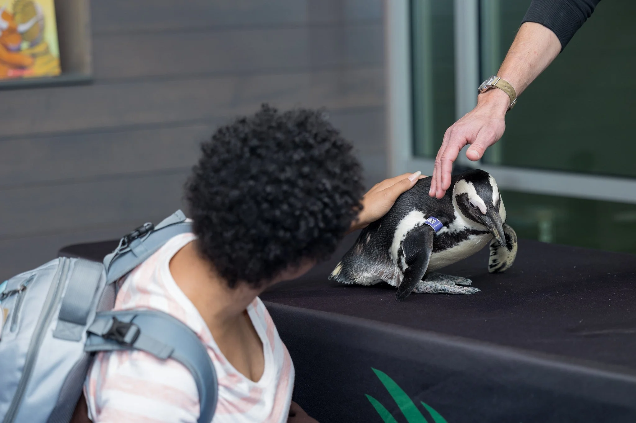 A person with curly hair is sitting at a table, petting a penguin that is standing on the table. Another person is gently reaching to touch the penguin's head. The setting appears to be an indoor exhibit or zoo.