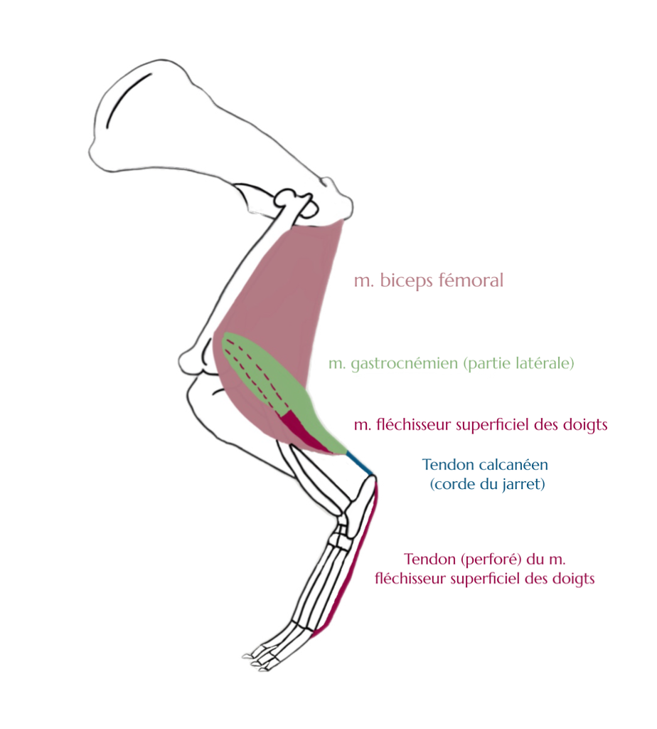 Rupture tendon d’Achille chien