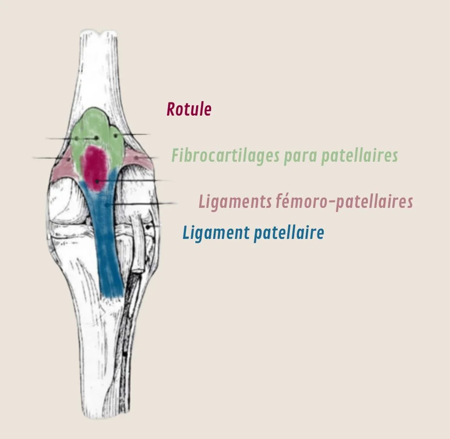 Luxation rotule chien