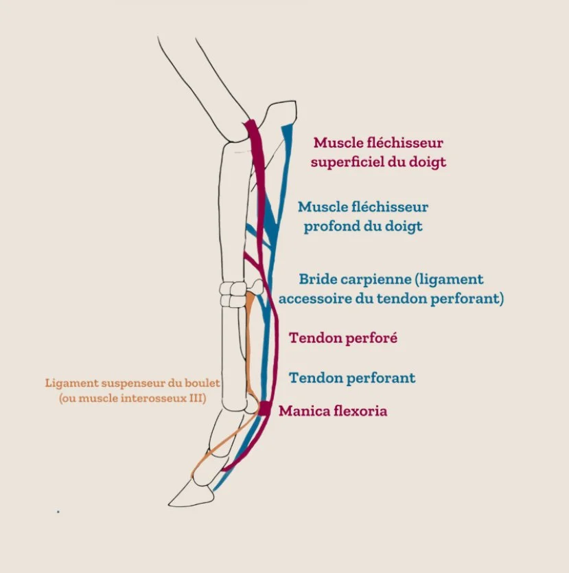 Tendons et muscles fléchisseurs cheval
