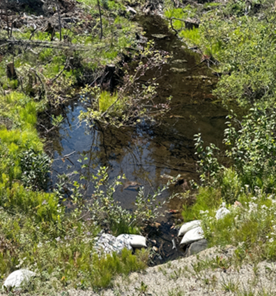 MOTI - Selkirk 3.png