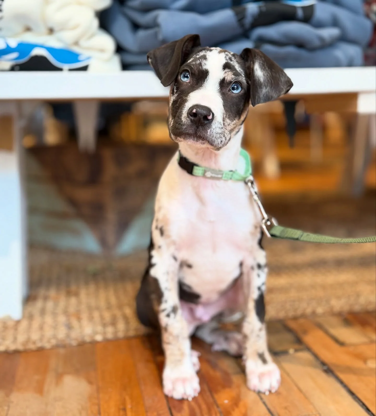 This is Leo&rsquo;s first visit. He&rsquo;s only 12 weeks old, so he has a valid excuse: what&rsquo;s yours?