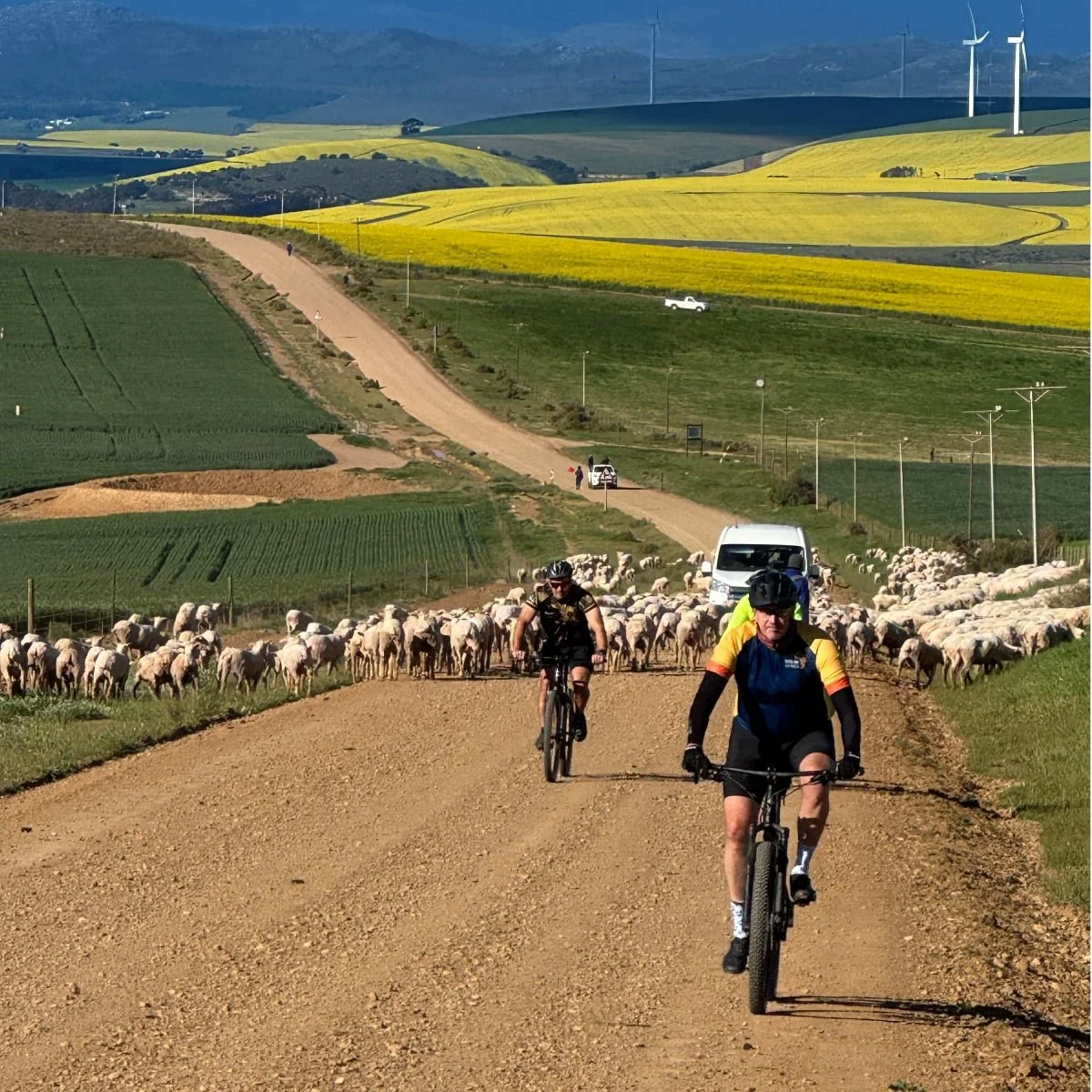 Cyclists riding on a dirt country road with sheep on both sides, stretching into rolling hills with wind turbines, green fields, and colorful farmland in the background.