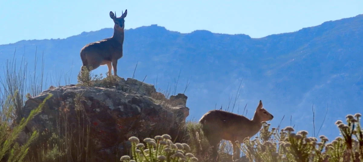 Two deer standing on rocks and in vegetation with mountains in the background.