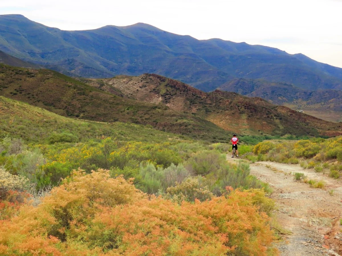 A person riding a bicycle on a dirt trail through a colorful desert landscape with green shrubs and yellow, orange, and red foliage, with mountains in the background.