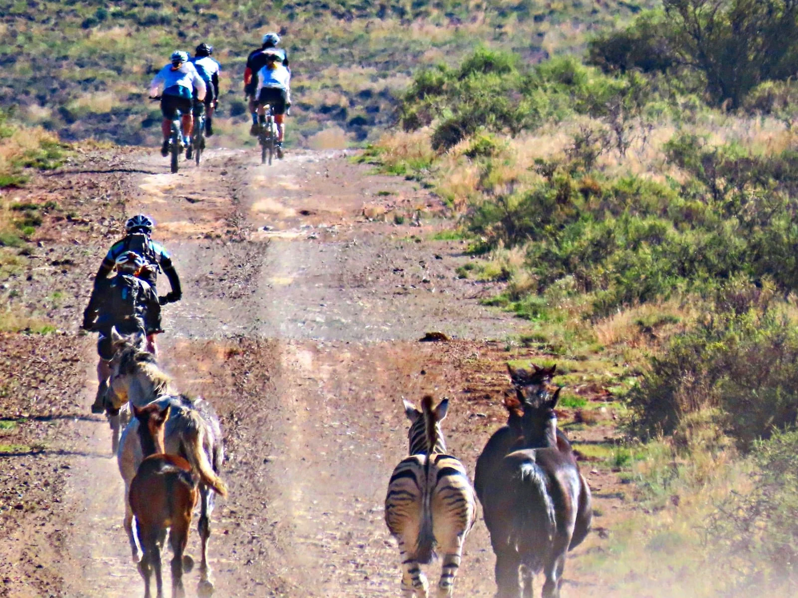 A group of cyclists riding on a dirt trail through a grassy landscape, with two zebras walking alongside.