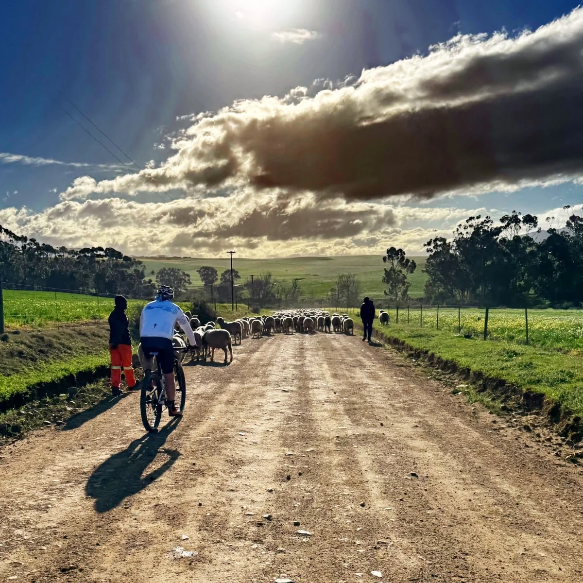 A rural scene with a dirt road, a cyclist, and herders managing sheep, under a cloudy sky with the sun shining through.