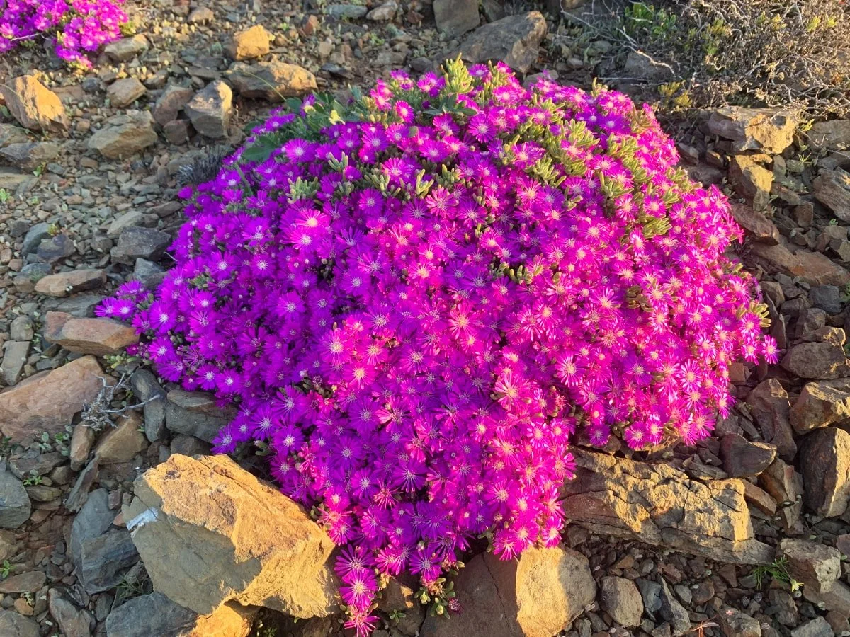 A dense cluster of vibrant pink and purple flowers growing among rocks and gravel in a desert-like environment.