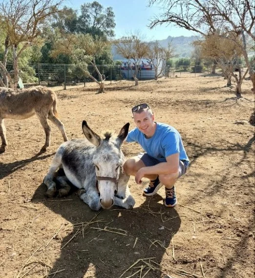 A man crouching next to a small donkey lying on the ground in a dry, open area with a few trees and a fence, with other donkeys in the background.