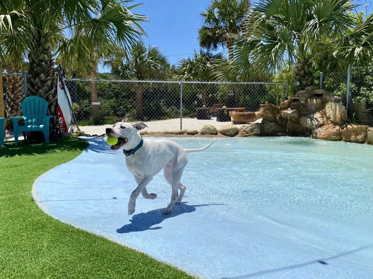 Dog playing in a backyard pool with a yellow tennis ball in its mouth, surrounded by green grass, palm trees, and a chain-link fence.