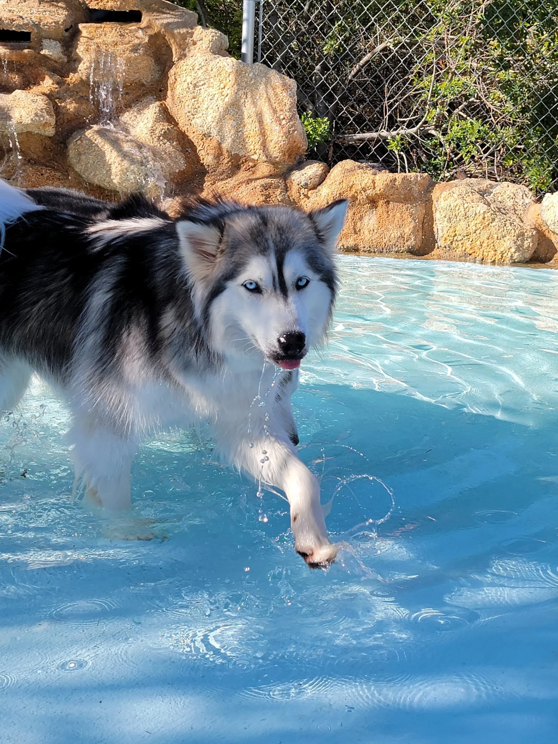 A Siberian Husky dog with bright blue eyes wading in a shallow pool of water, with rocks and a chain-link fence in the background.