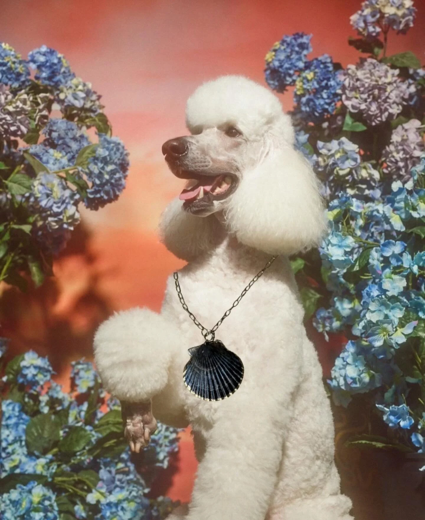 Everyone is wearing Bijoux et Bisous gold shell accessories this season. Get yours now at the link in my bio! ⛓️&zwj;💥⛓️&zwj;💥⛓️&zwj;💥🐩🐩🐩