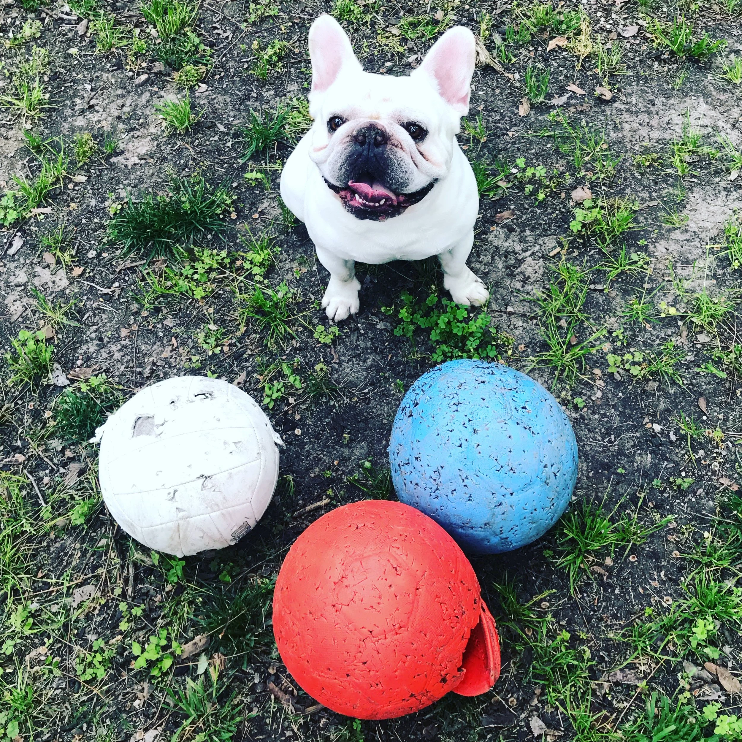 A white French Bulldog sitting on grass and dirt, smiling with three large tennis balls in front of it, one white, one blue, and one red.