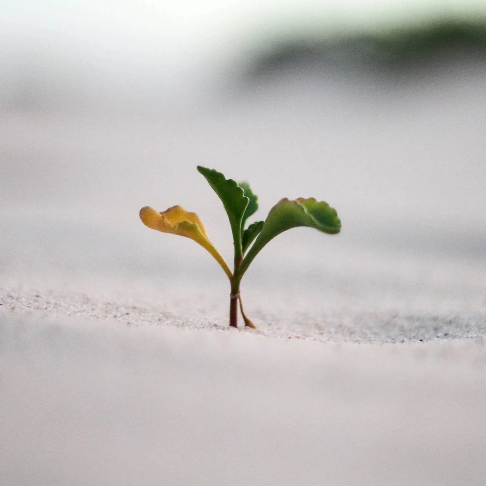 Why Growth Can Feel Unsafe, Even When You Want It