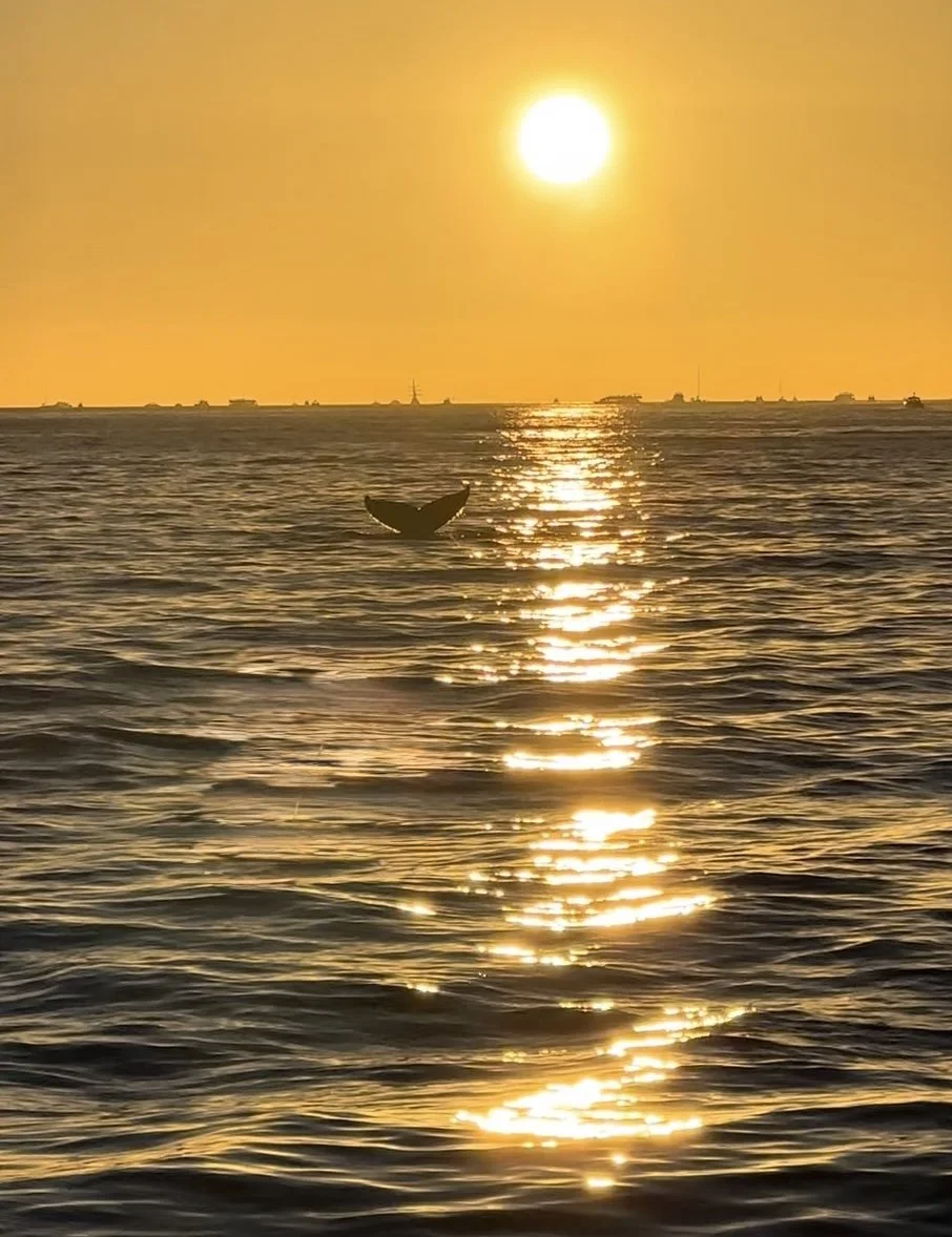 A sunset over the ocean with the sun near the horizon, casting golden reflections on the water. A whale's tail is visible above the surface of the water, and there are ships and boats in the distance.