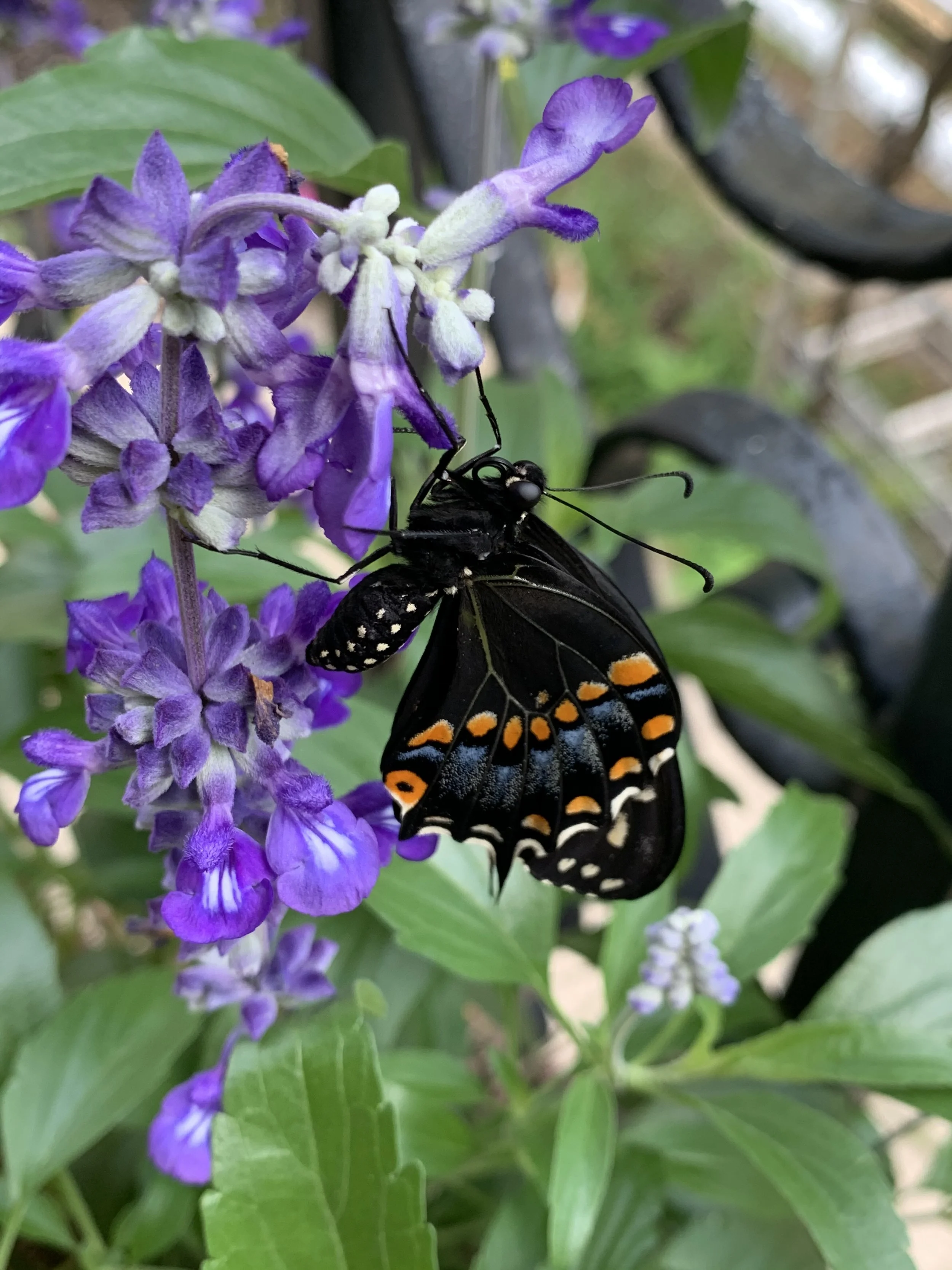 A black butterfly with orange and white spots on its wings perched on a purple flower with green leaves around it.