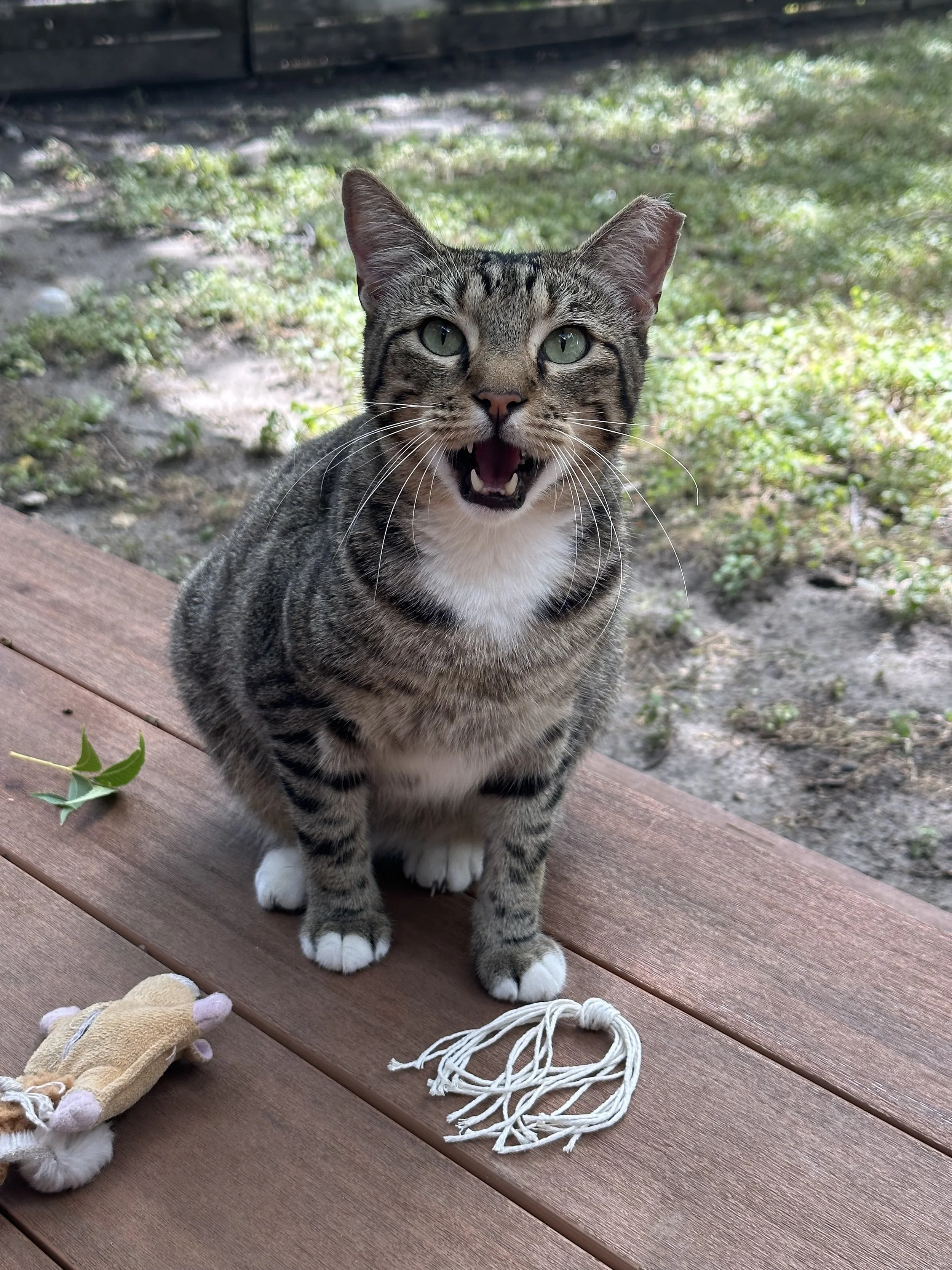 A tabby cat with green eyes sitting on a wooden deck, appearing to meow or hiss. There are toys nearby, including a small plush animal and a string toy. The background shows grass and dirt.