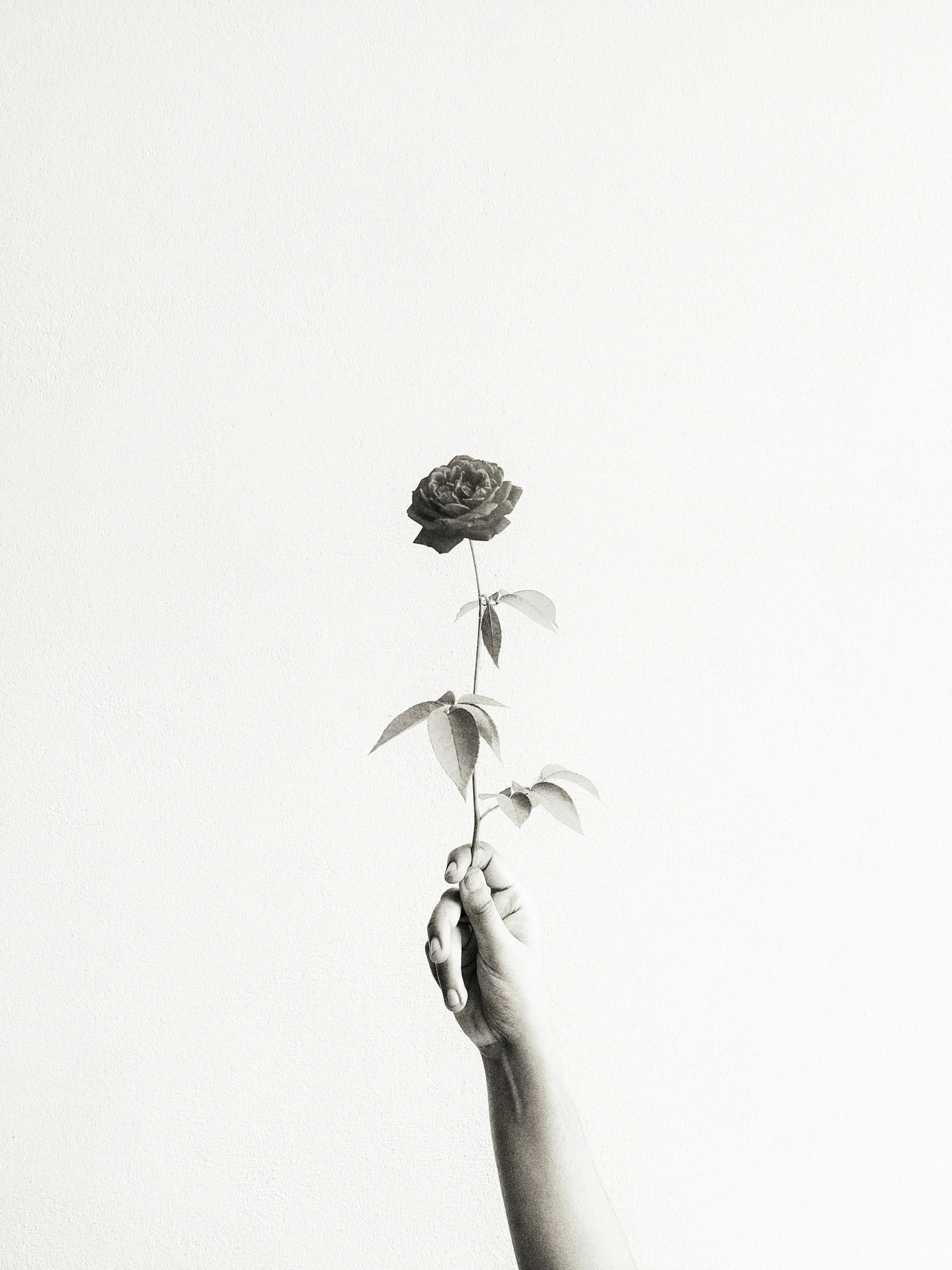A black and white photo of a hand holding a single rose with leaves, set against a plain white background.