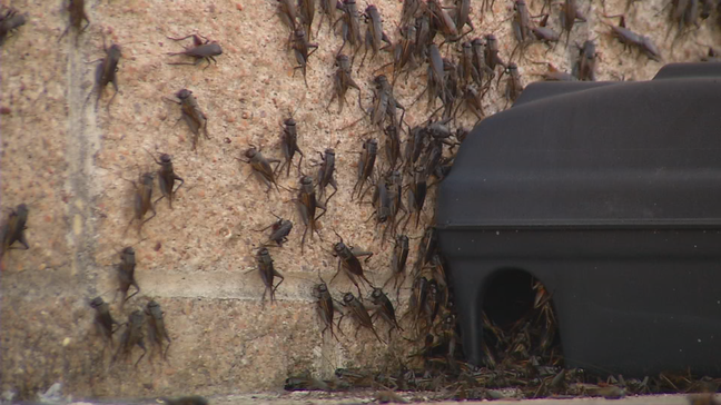 Climbing insects on a brick wall next to a black insect trap.
