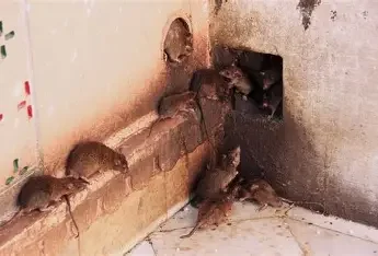 Mice gathering around a hole in a wall near the floor.