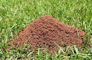 A mound of reddish soil on green grass.