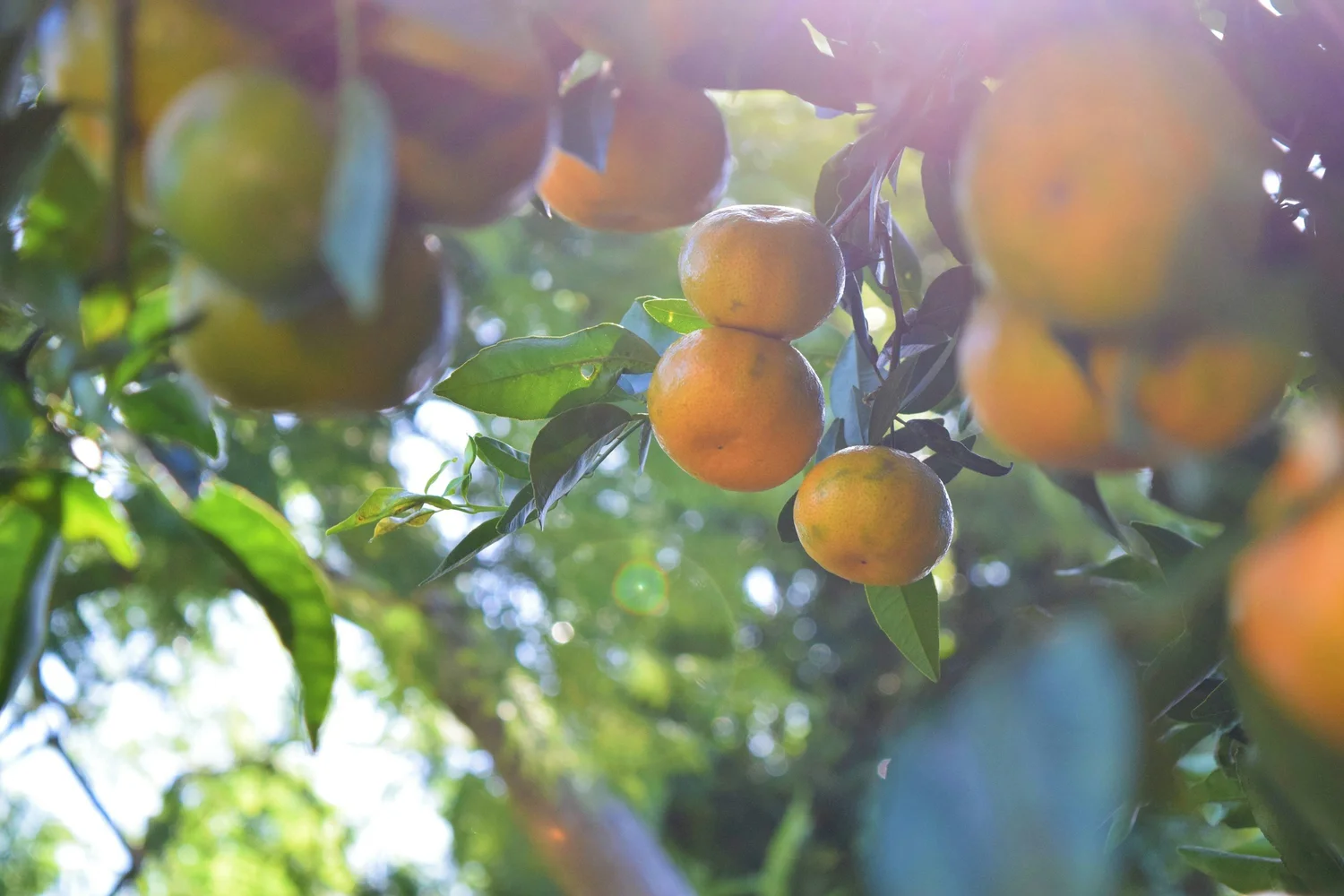 Ripe oranges clustered on a citrus tree