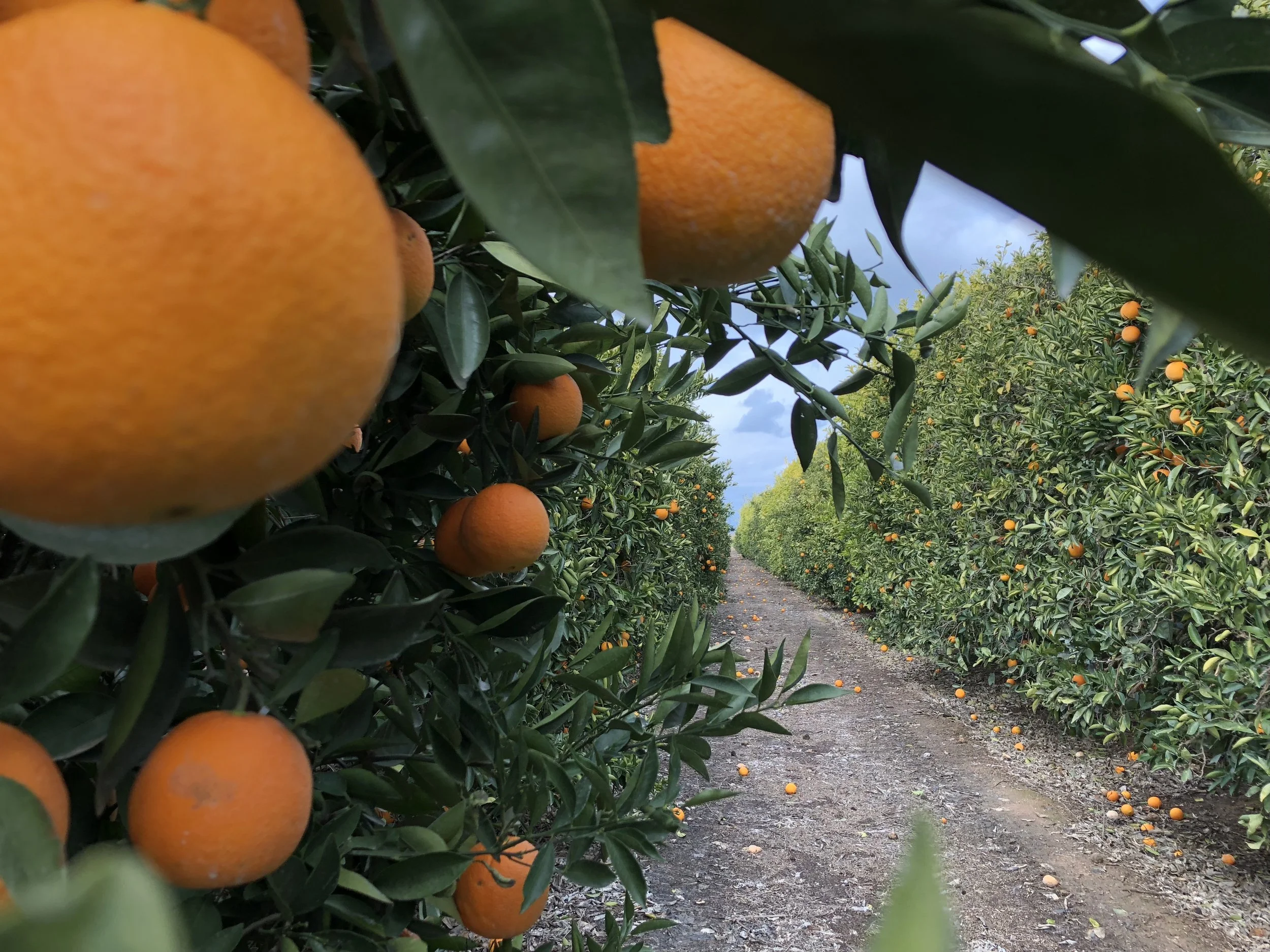 September Crop Report