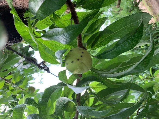 Stink bugs feeding on a peach, a pest GAR PCAs watch for in the field