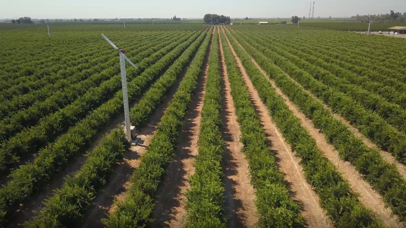 Aerial view of a mature citrus orchard in the Central Valley with a wind machine for frost protection