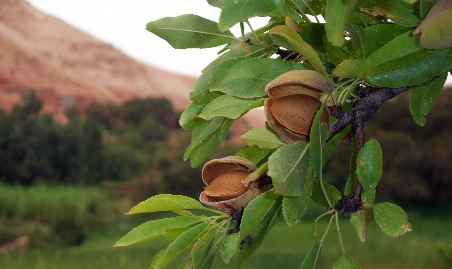 Close-up of almonds ripening on the branch