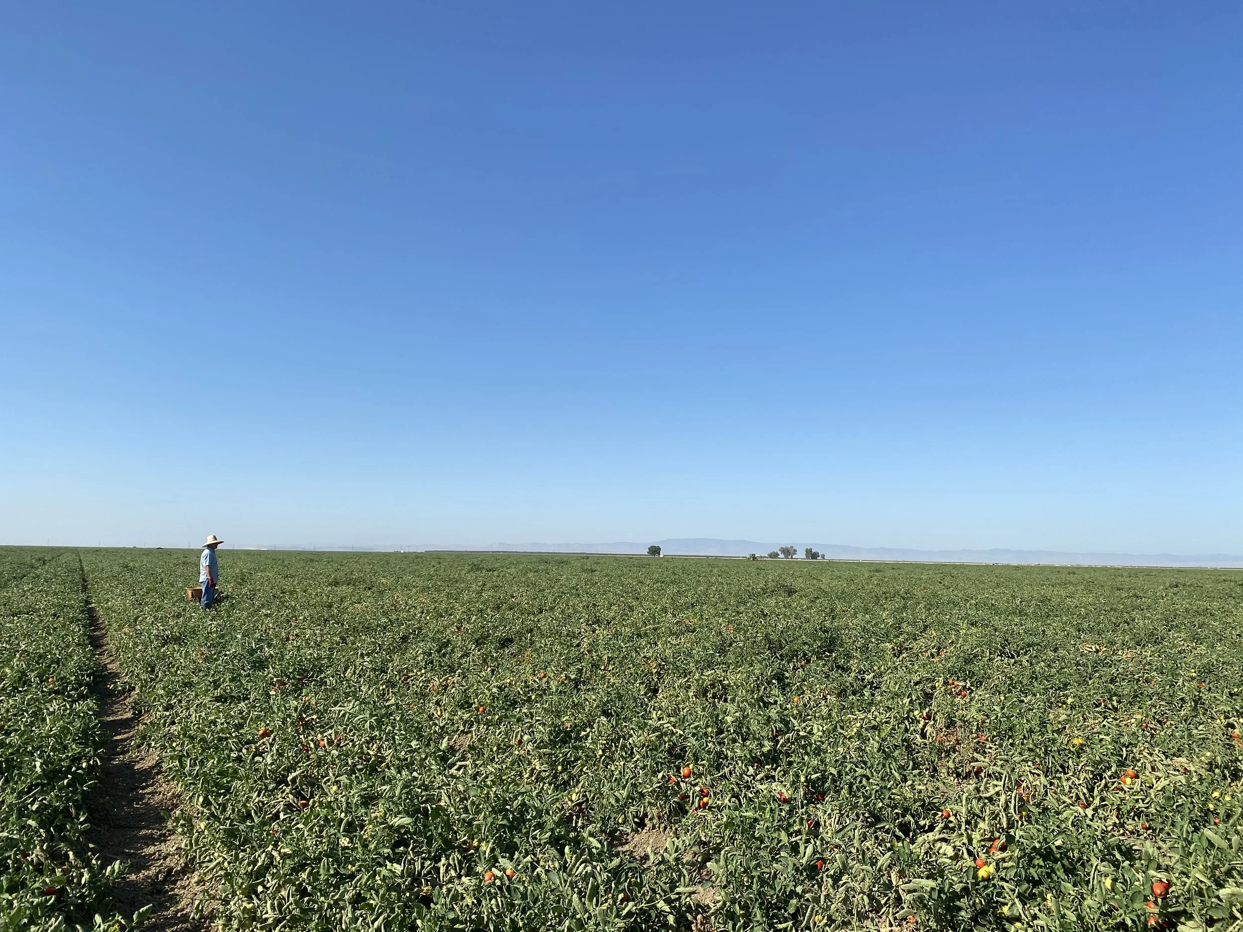 Tomato Field Panorama.jpg