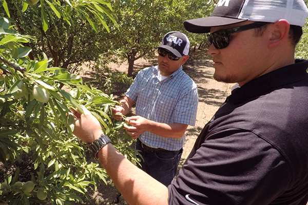 Two GAR Pest Control Advisors inspecting a tree in an orchard